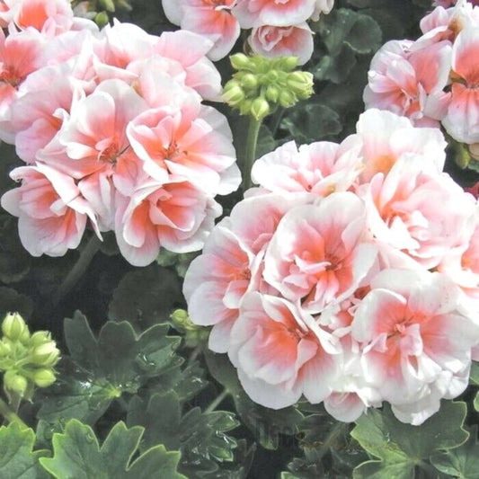 Green River 10 Pink White Geranium Seeds - Decor Decoratives for Garden & Container Gardening & Balcony Decor - Long Blooming, Pollinator Friendly, Compact Growth, All Seasons Use
