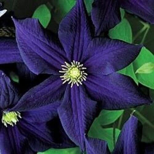 Green River Dark Purple Clematis Seeds - 25 Flower Seed Pack, Perennial Climbing Vine, Dried Clematis Plant Seeds for Fences and Trellises, All Seasons, USDA Zones 4-9
