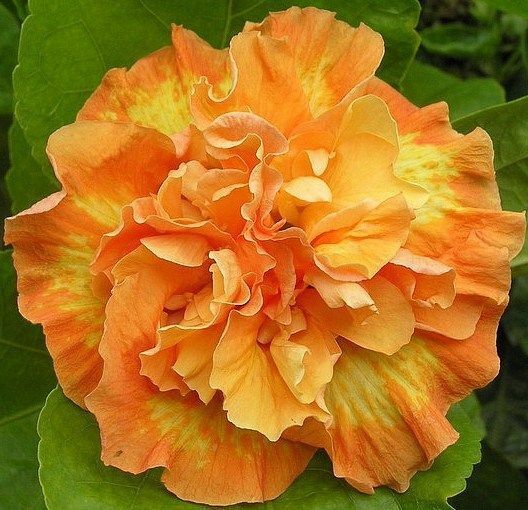 Green River 20 Double Yellow Orange Hibiscus Seeds - Premium Perennial Flower Seeds Pack for Tropical & Pollinator Gardens, Hardy Outdoor Seeds for Full Sun & Well-Drained Soil, Vibrant Garden Blooms Attracting Butterflies & Hummingbirds