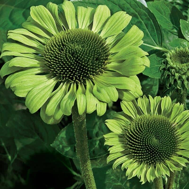 Green River 50 Green Jewel Coneflower Seeds - Drought-Tolerant Decor Seeds for Pollinator Gardens, Perennial Blooms, Ideal for Summer Conditions