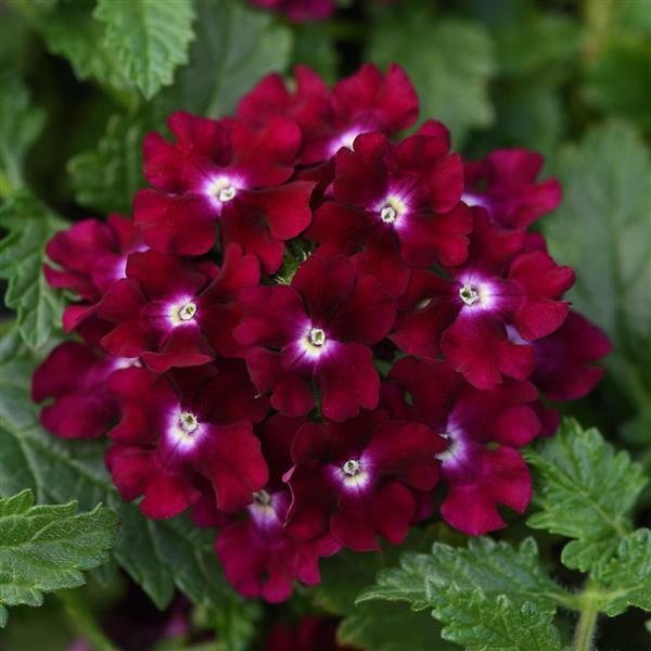 Green River 50 Magenta Verbena Seeds- Perennial Flower Seeds for Pots and Gardens, Vibrant Blooms for Pollinator Gardens, Fast-Growing Plant Seeds for Summer Color