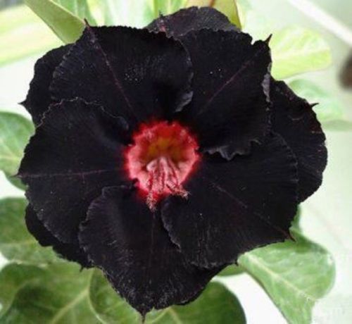 Green River 4 Black Red Desert Rose Seeds - Premium Exotic Succulent Flower Seeds for Indoor Pots Bonsai & Tropical Decor Drought-Tolerant, Easy to Grow Unique Trunk, Premium Seed Pack for Collectors