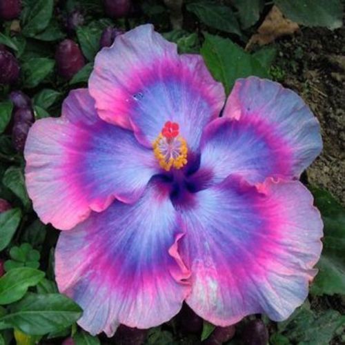 Green River 20 Pink Blue Hibiscus Seeds - Premium Perennial Flower Seeds Pack for Tropical & Pollinator Gardens, Hardy Outdoor Seeds for Full Sun & Well-Drained Soil, Vibrant Garden Blooms Attracting Butterflies & Hummingbirds