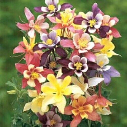 50 Harlequin Columbine Seeds Flower Perennial Flowers Seed Bloom 148 U –  Green River Seeds