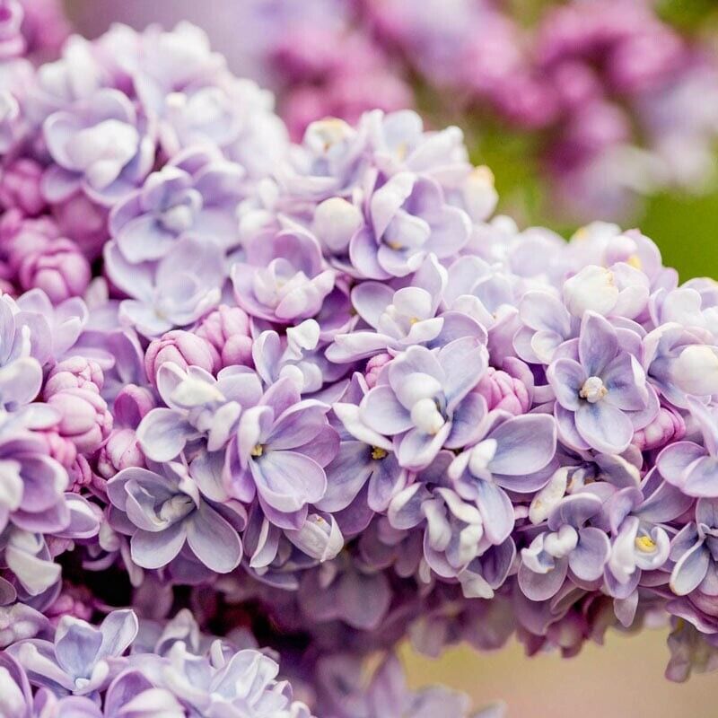 Green River 25 President Gra Lilac Seeds - Fragrant Spring Bloomers for Garden & Decor Decoratives - Premium Seeds, Heirloom Variety for Pollinator Gardens