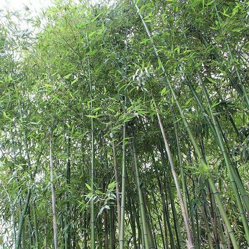 Green River 50 Giant Japanese Timber Bamboo Seeds - Tall Bamboo Plant Seeds for Privacy Screens & Garden Landscaping – Premium Bamboo Seeds for Planting Outdoors or in Pots – Non-Invasive Fast-Growing Lawn Plants – Seeds for Gardening & More