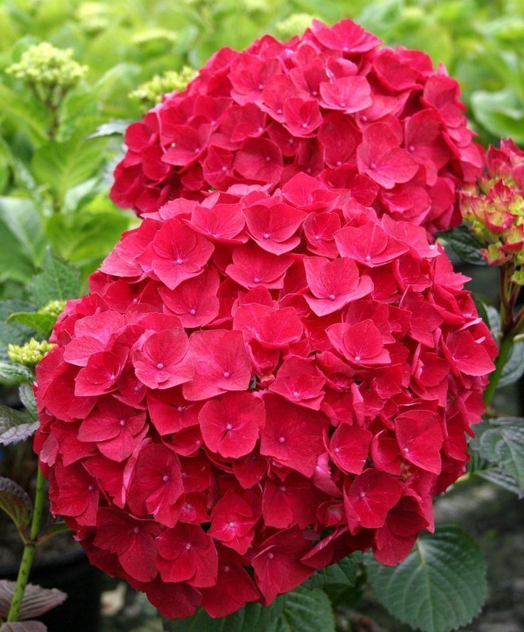 Green River 5 Red Hydrangea Seeds – Premium Flower Seeds for Elegant Cottage Gardens, Patios & Borders – Rare Perennial Bush with Bold Summer Blooms – Hydrangea Limelight Seeds, Premium Seed Pack for Planting & Growing Beauty
