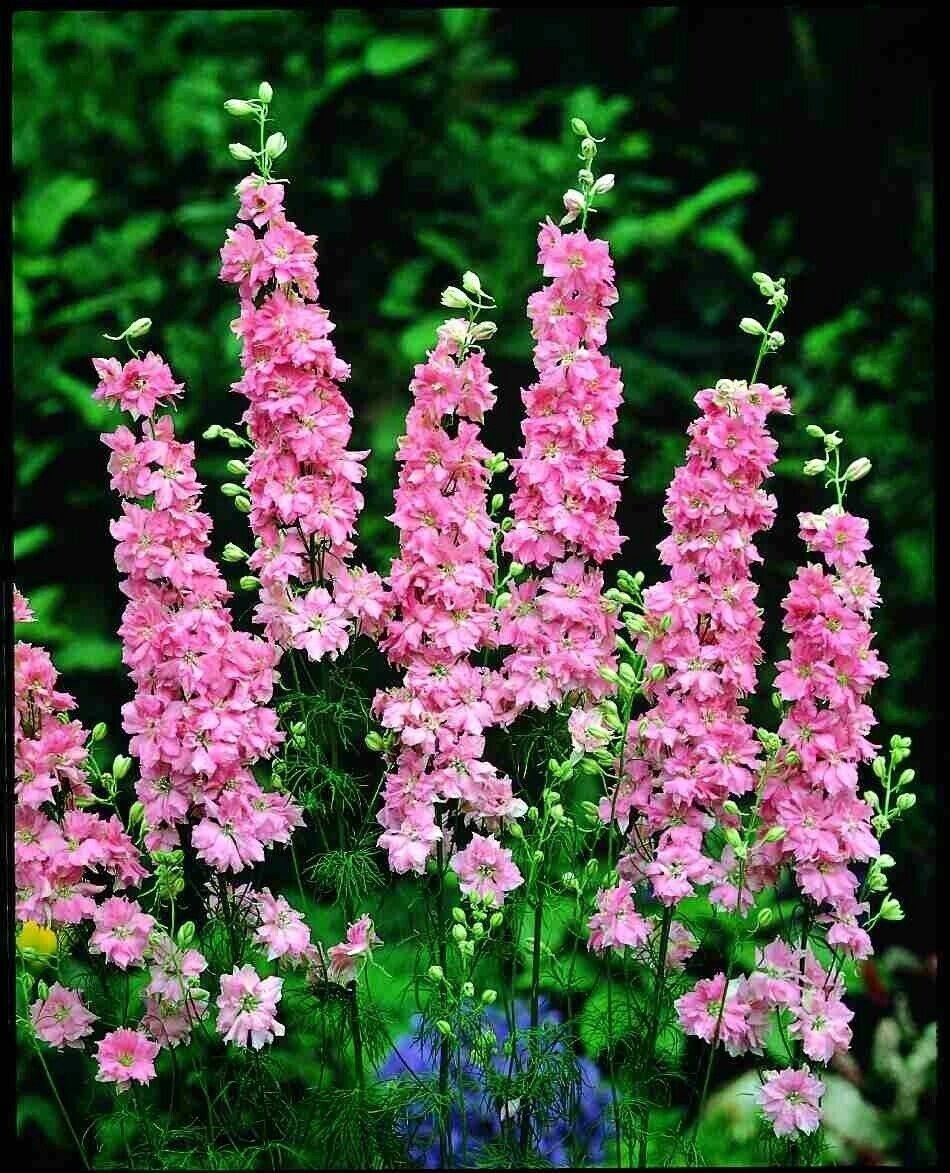 Green River 50 Salmon Delphinium Seeds - Flower Seed Pack, Perennial Delphinium Flower Seeds, Tall Spikes for Borders, Premium Garden Plant Seeds for Planting