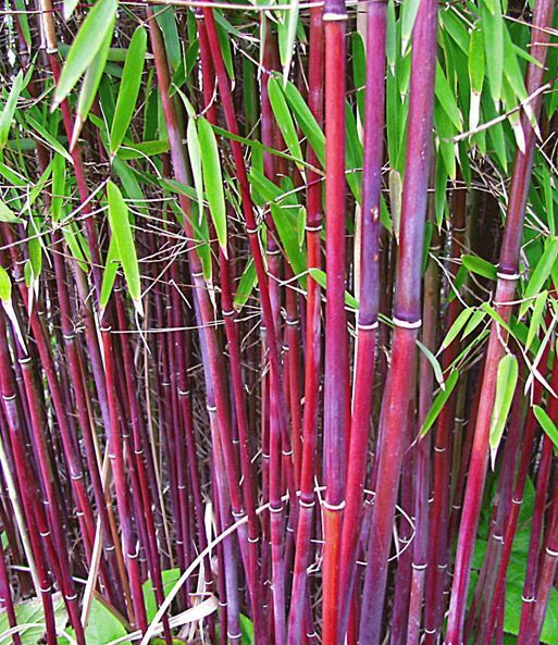 Green River 50 Siergras Bamboo Seeds - Tall Bamboo Plant Seeds for Privacy Screens & Garden Landscaping – Premium Bamboo Seeds for Planting Outdoors or in Pots – Non-Invasive Fast-Growing Lawn Plants – Seeds for Gardening & More