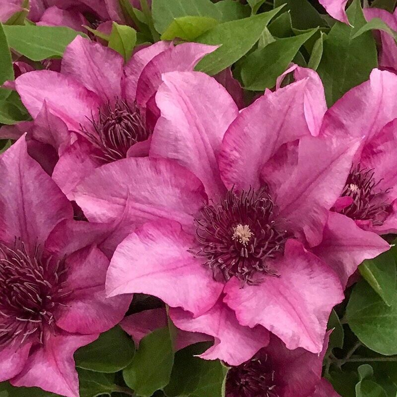 Green River Elodie Clematis Seeds - 25 Flower Seed Pack, Perennial Climbing Vine, Dried Clematis Plant Seeds for Fences and Trellises, All Seasons, USDA Zones 4-9