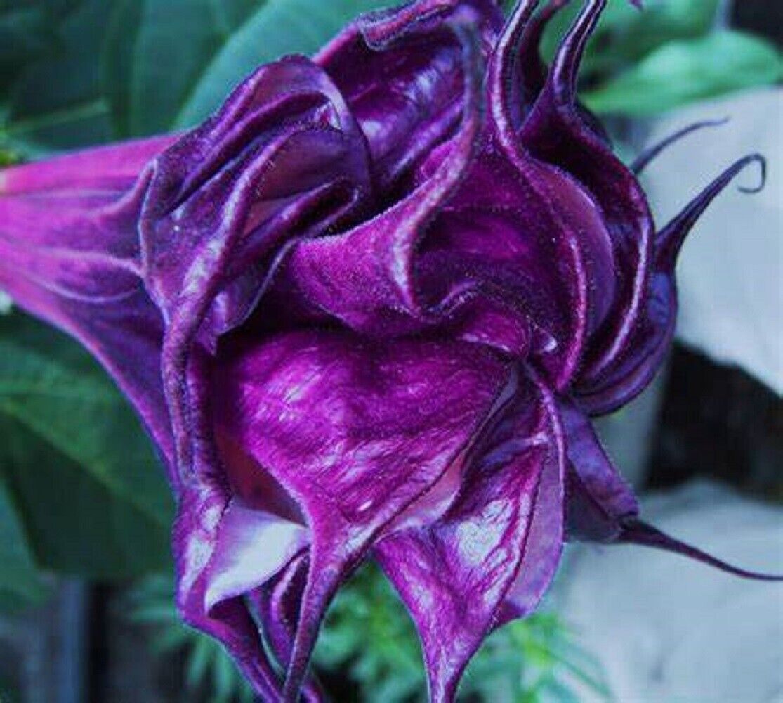 Green River Seeds 10 Double Queen Rose Angel Trumpet Seeds - Premium Brugmansia Flowers for Pots Patios & Cottage Gardens - Fast Growing Exotic Scented Blooms for Full Sun Zones