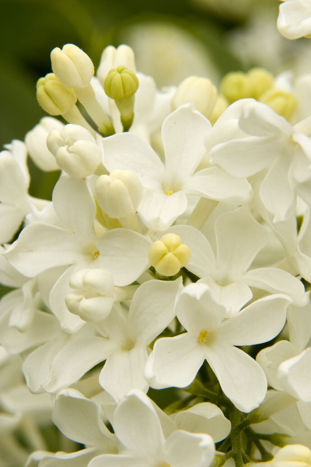 Green River 25 Angel White Lilac Seeds - Fragrant Spring Bloomers for Garden & Decor Decoratives - Premium Seeds, Heirloom Variety for Pollinator Gardens