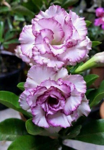 Green River 4 Purple White Desert Rose Seeds - Premium Exotic Succulent Flower Seeds for Indoor Pots Bonsai & Tropical Decor Drought-Tolerant, Easy to Grow Unique Trunk, Premium Seed Pack for Collectors
