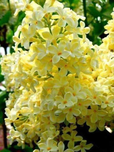 Green River 25 Yellow Lilac Seeds - Fragrant Spring Bloomers for Garden & Decor Decoratives - Premium Seeds, Heirloom Variety for Pollinator Gardens