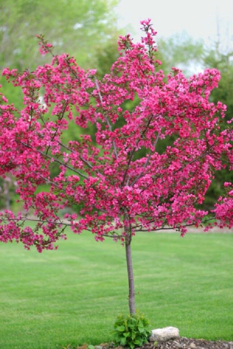 planting dogwood seeds Green River 5 Dwarf Pink Dogwood Seeds