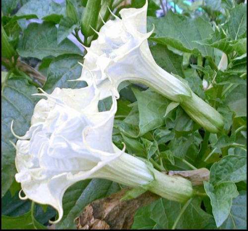 Green River Seeds 10 Pearl White Angel Trumpet Seeds - Premium Brugmansia Flowers for Pots Patios & Cottage Gardens - Fast Growing Exotic Scented Blooms for Full Sun Zones