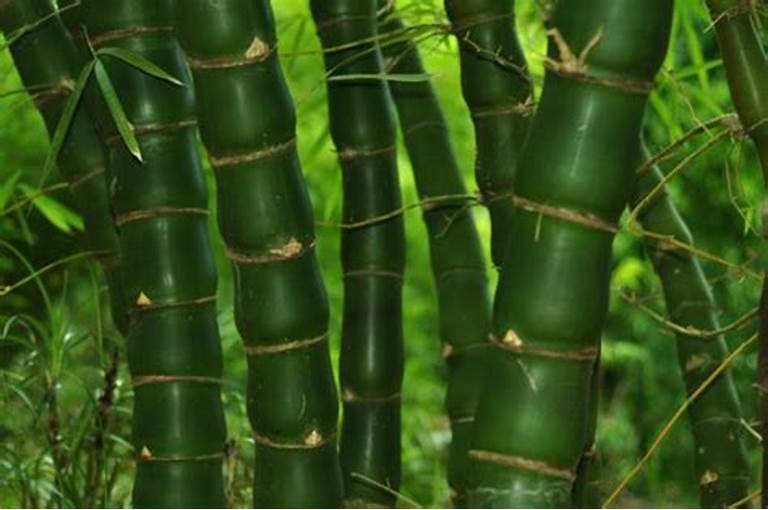 Green River 50 Fo Du Zhu Bamboo Seeds - Tall Bamboo Plant Seeds for Privacy Screens & Garden Landscaping – Premium Bamboo Seeds for Planting Outdoors or in Pots – Non-Invasive Fast-Growing Lawn Plants – Seeds for Gardening & More
