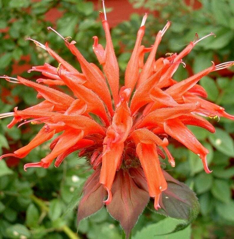planting bee balm from seed Green River 100 Orange Bee Balm Seeds Premium Perennial Flower Seeds f – Green River Seeds