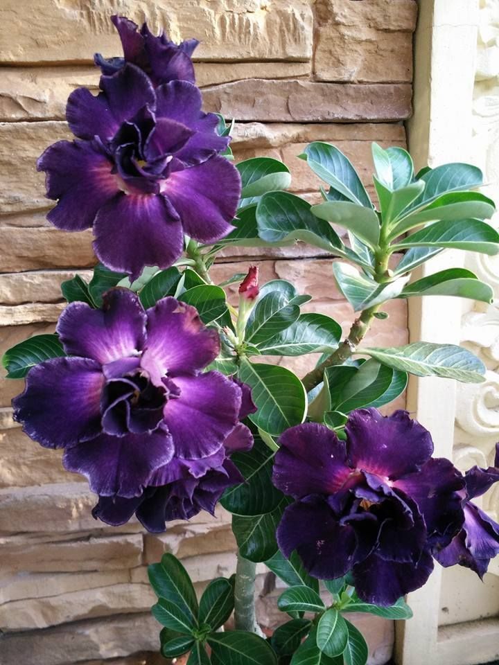 Green River 4 Purple Desert Rose Seeds - Premium Exotic Succulent Flower Seeds for Indoor Pots Bonsai & Tropical Decor Drought-Tolerant, Easy to Grow Unique Trunk, Premium Seed Pack for Collectors