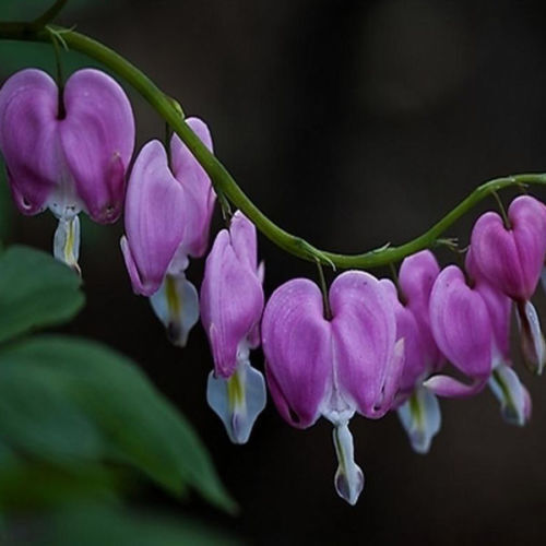 Green River 25 Purple Bleeding Heart Seeds Premium Flower Seeds for Shade Gardens & Containers Climbing Perennial Heart Seed Flowers Butterfly Friendly Low Maintenance