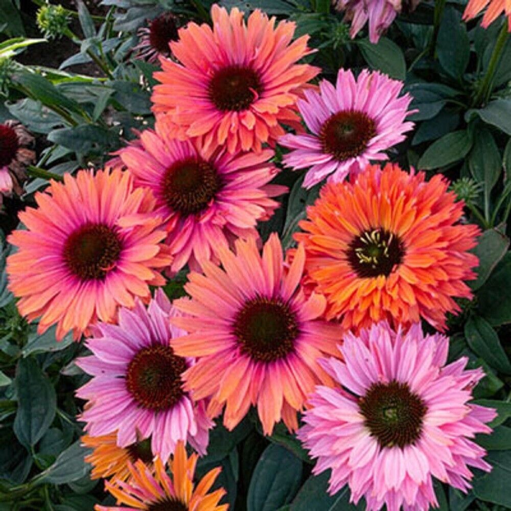 Green River 50 Sunseeker Rainbow Coneflower Seeds - Drought-Tolerant Decor Seeds for Pollinator Gardens, Perennial Blooms, Ideal for Summer Conditions