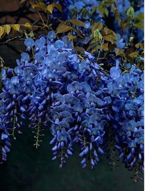 Green River 5 Dark Blue Chinese Wisteria Seeds - Premium Climbing Vine Seeds for Bonsai & Decor, Rare Fragrant Blooms, Full Sun, Up to 30 ft Tall