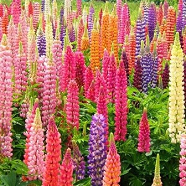 Green River 25 Rainbow Mix Lupine Seeds - Vibrant Spiky Blooms, Fast Growing Perennials, Premium Seeds, Decor Decoratives Thrives in Cool Climates, Spring Full Sun