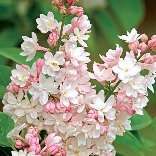 Green River 25 Light Pink Lilac Seeds - Fragrant Spring Bloomers for Garden & Decor Decoratives - Premium Seeds, Heirloom Variety for Pollinator Gardens