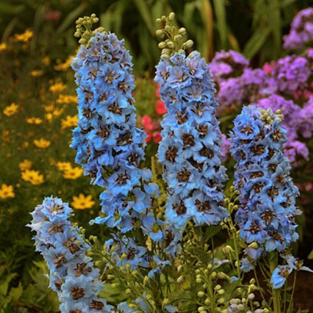 Green River 50 Moonlight Blues Delphinium Seeds - Flower Seed Pack, Perennial Delphinium Flower Seeds, Tall Spikes for Borders, Premium Garden Plant Seeds for Planting