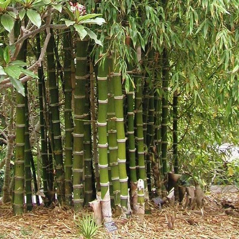 Green River 50 Giant Thorny Bamboo Seeds - Tall Bamboo Plant Seeds for Privacy Screens & Garden Landscaping – Premium Bamboo Seeds for Planting Outdoors or in Pots – Non-Invasive Fast-Growing Lawn Plants – Seeds for Gardening & More