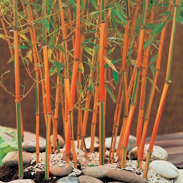 Green River 50 Red Bamboo Seeds - Tall Bamboo Plant Seeds for Privacy Screens & Garden Landscaping – Premium Bamboo Seeds for Planting Outdoors or in Pots – Non-Invasive Fast-Growing Lawn Plants – Seeds for Gardening & More
