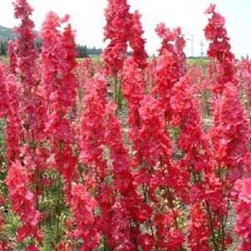 Green River 50 Red Delphinium Seeds - Flower Seed Pack, Perennial Delphinium Flower Seeds, Tall Spikes for Borders, Premium Garden Plant Seeds for Planting