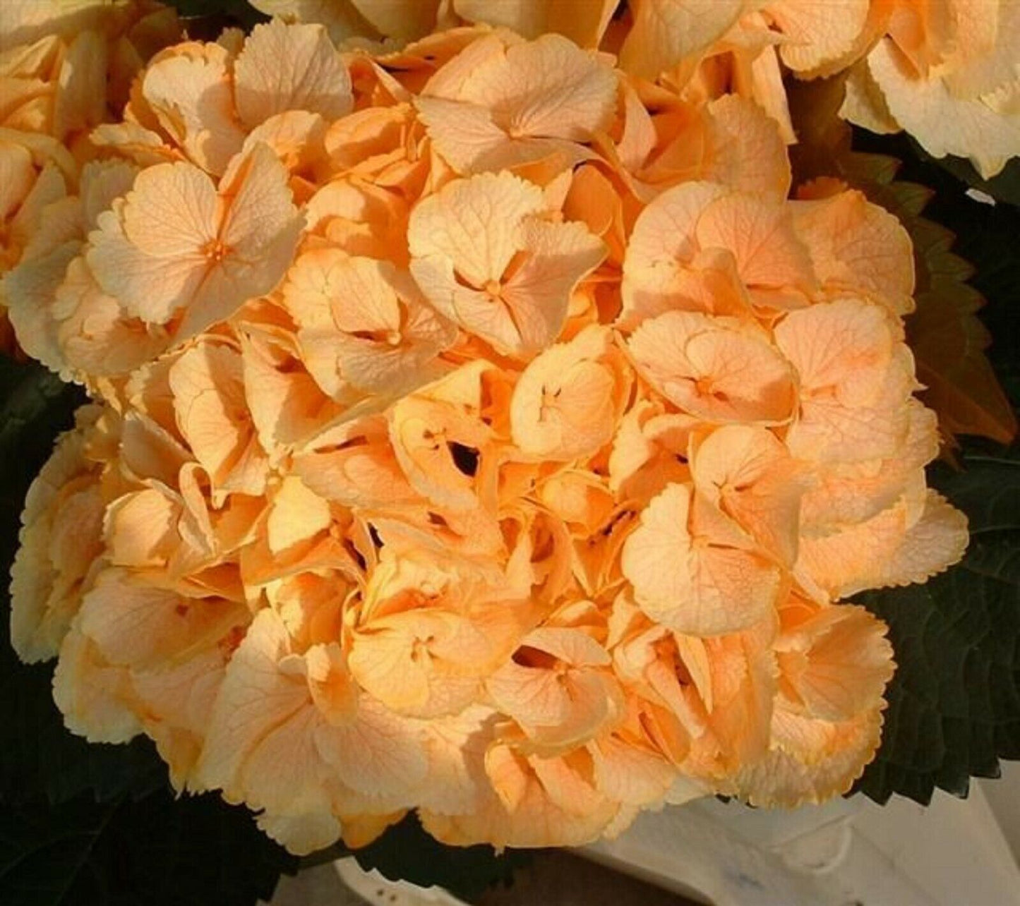 Green River 5 Yellow Hydrangea Seeds – Premium Flower Seeds for Elegant Cottage Gardens, Patios & Borders – Rare Perennial Bush with Bold Summer Blooms – Hydrangea Limelight Seeds, Premium Seed Pack for Planting & Growing Beauty