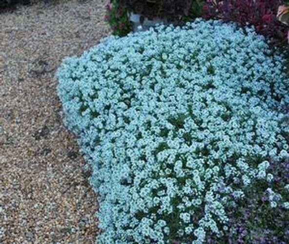 asylum flower seeds Green River Seeds 25 Sweet Alyssum Teal Seeds
