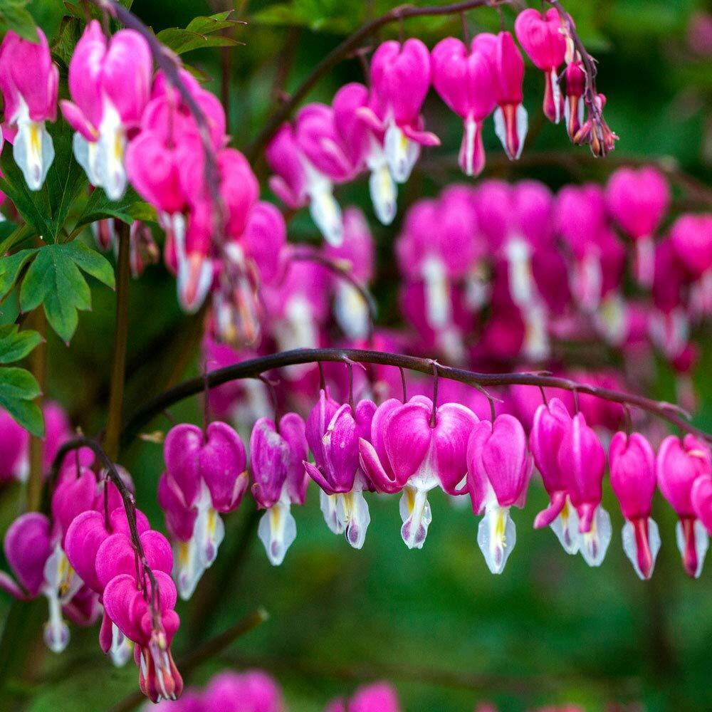 Green River 25 Bright Pink Purple Bleeding Heart Seeds Premium Flower Seeds for Shade Gardens & Containers Climbing Perennial Heart Seed Flowers Butterfly Friendly Low Maintenance