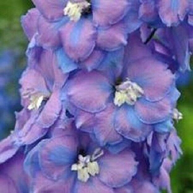 50 Fancy Delphinium Seeds Perennial Garden Flower Bloom Seed Flowers 758 USA
