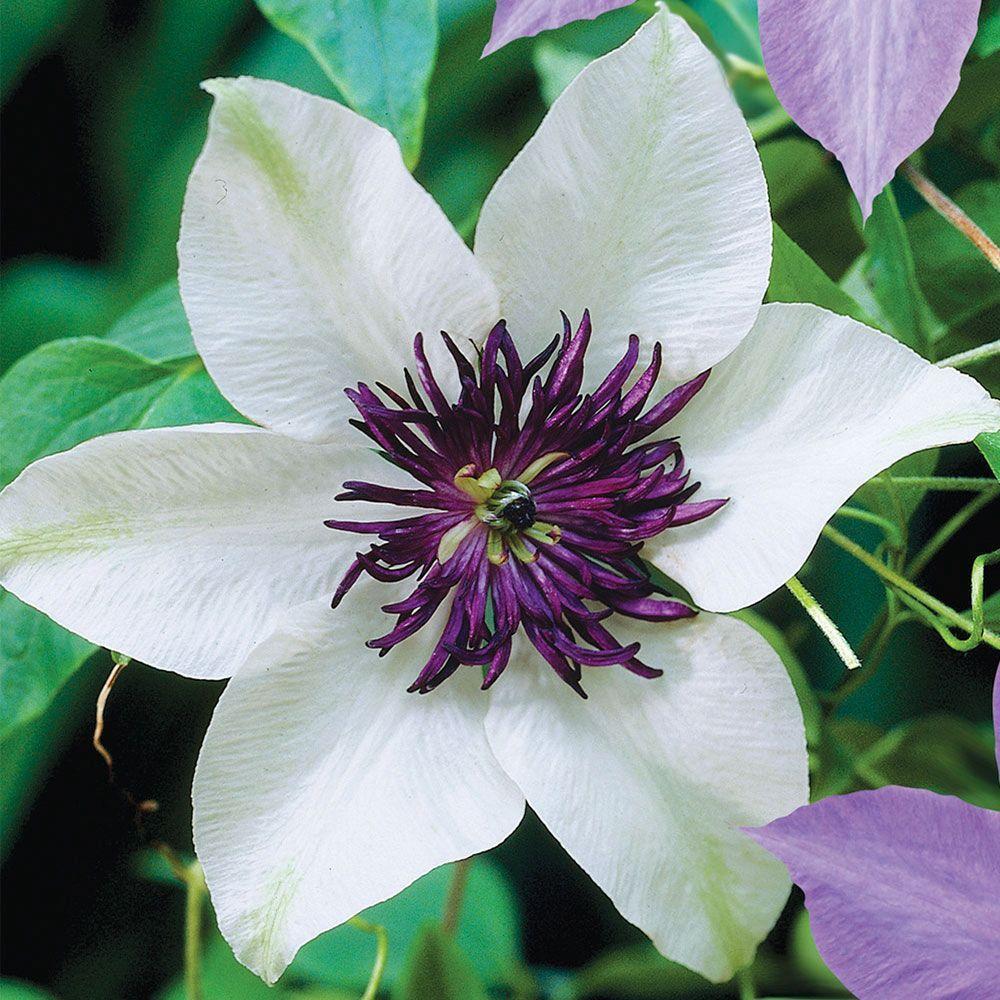 Green River White Purple Clematis Seeds - 25 Flower Seed Pack, Perennial Climbing Vine, Dried Clematis Plant Seeds for Fences and Trellises, All Seasons, USDA Zones 4-9