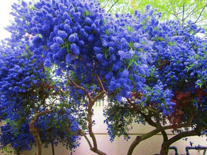 Green River 25 California Lilac Seeds - Fragrant Spring Bloomers for Garden & Decor Decoratives - Premium Seeds, Heirloom Variety for Pollinator Gardens