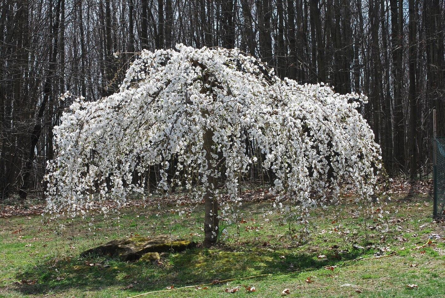 Green River 5 Weeping White Cherry Tree Seeds - Fragrant White Blossoms for Early Spring Gardening & Ornamental Landscaping