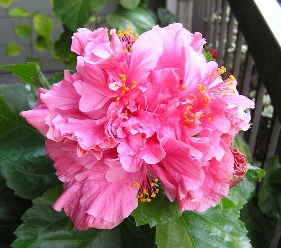 pink hibiscus flower seeds Green River 20 Double Bright Pink Hibiscus Seeds
