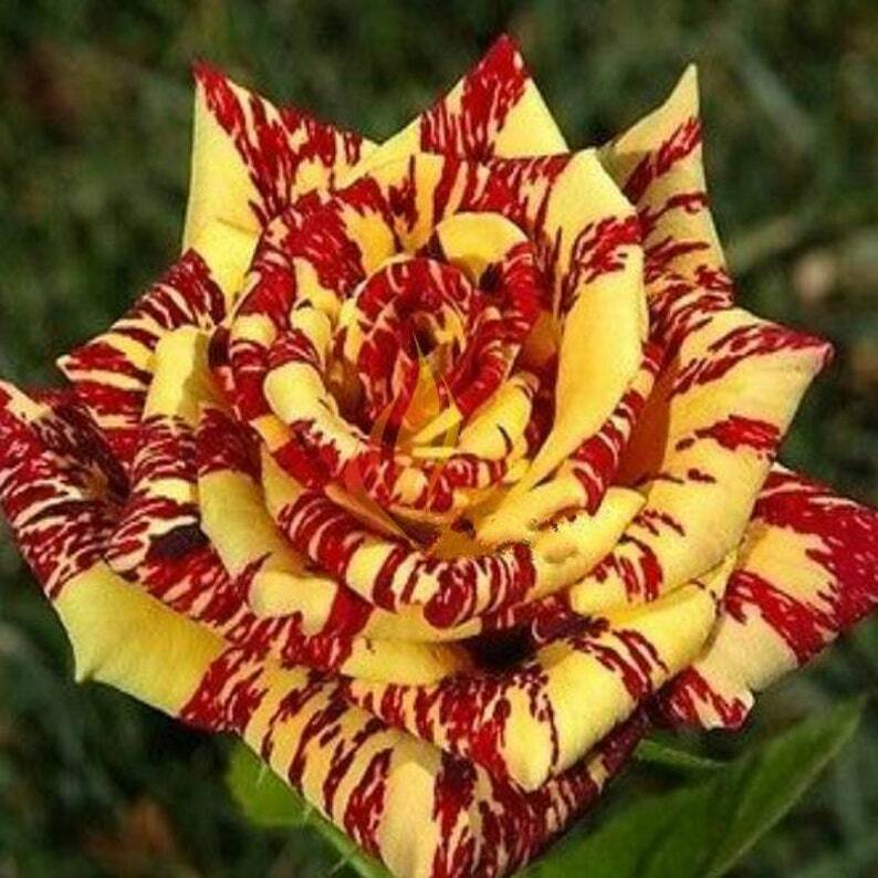 red rose tree seeds 10 Yellow Red Rose Seeds Flower Bush Perennial Shrub Flowers Seed 1272 – Green River Seeds
