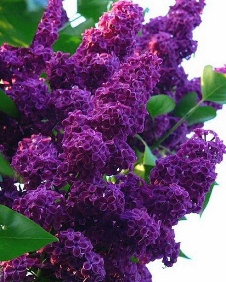 Green River 25 Dark Purple Lilac Seeds - Fragrant Spring Bloomers for Garden & Decor Decoratives - Premium Seeds, Heirloom Variety for Pollinator Gardens