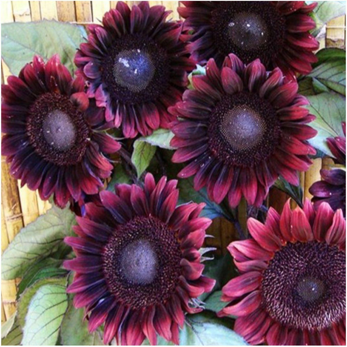 Green River 25 ProCut Red Sunflower Seeds - Perennial Flower Seed Pack, Deep Red Blooms for Pollinator Gardens, Easy to Grow, Non-GMO for Outdoor Planting, Premium Heirloom Seeds