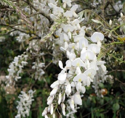 flower vine seeds Green River 5 Silky White Wisteria Seeds