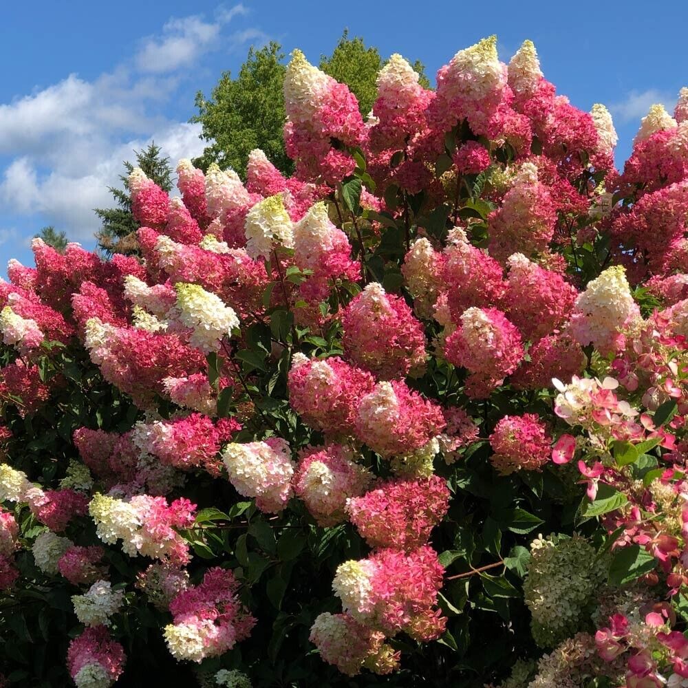 Green River 5 Berry Whit Hydrangea Seeds – Premium Flower Seeds for Elegant Cottage Gardens, Patios & Borders – Rare Perennial Bush with Bold Summer Blooms – Hydrangea Limelight Seeds, Premium Seed Pack for Planting & Growing Beauty