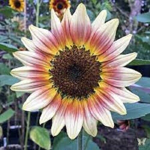 strawberry pink sunflower seeds Green River 25 Gypsy Charmer Sunflower Seeds