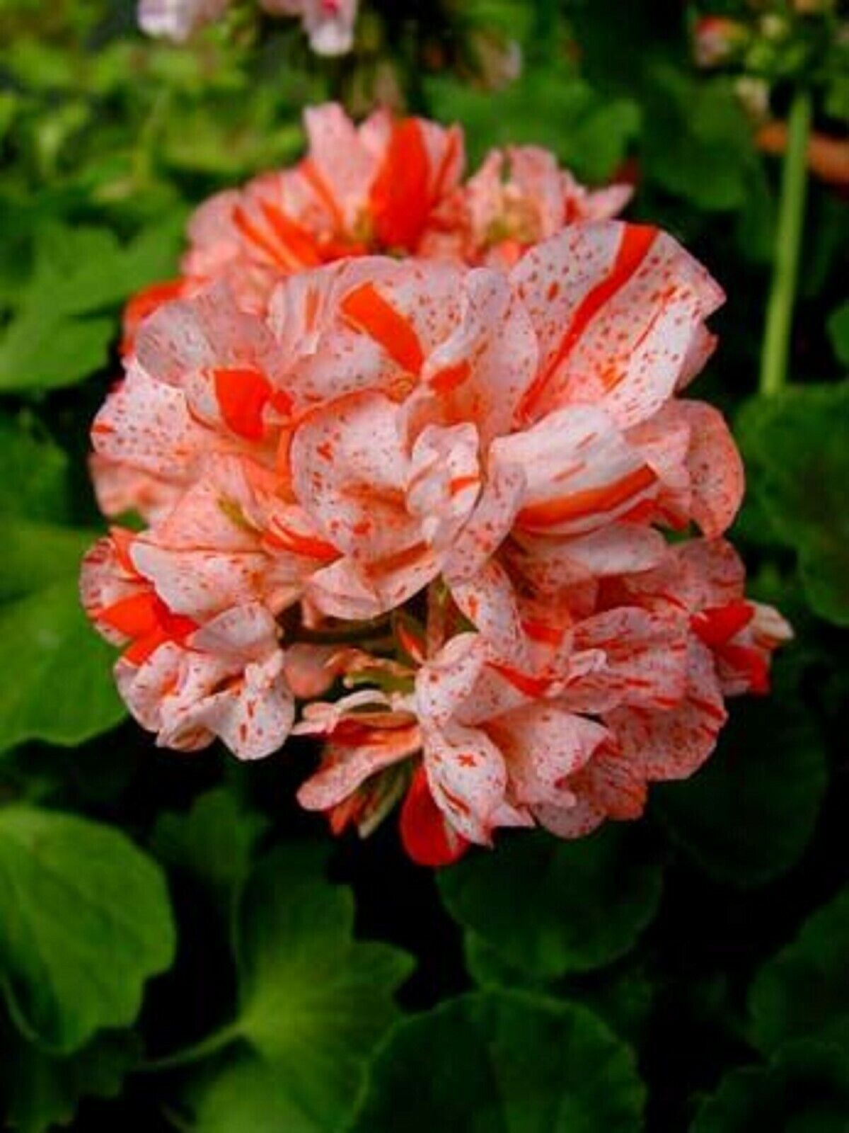 Green River 10 Orange White Geranium Seeds - Decor Decoratives for Garden & Container Gardening & Balcony Decor - Long Blooming, Pollinator Friendly, Compact Growth, All Seasons Use