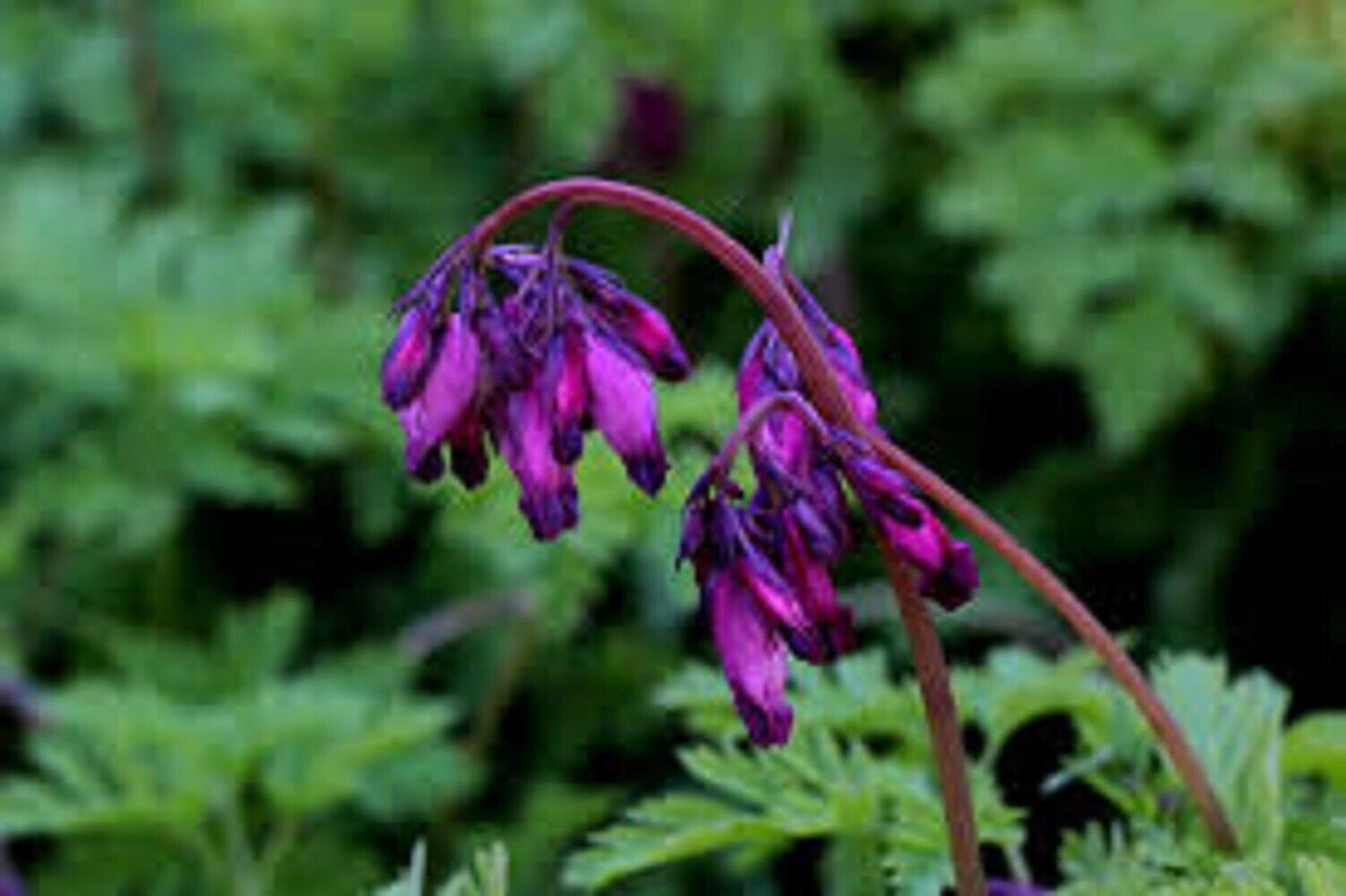 Green River 25 Dark Purple Bleeding Heart Seeds Premium Flower Seeds for Shade Gardens & Containers Climbing Perennial Heart Seed Flowers Butterfly Friendly Low Maintenance