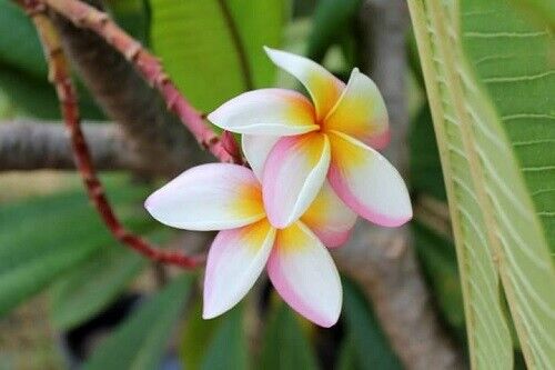 white flower seeds Green River 5 White Pink Yellow Plumeria Seeds