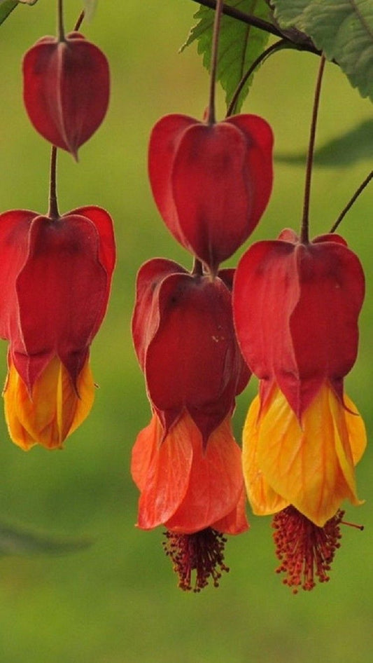 Green River 25 Red Orange Bleeding Heart Seeds Premium Flower Seeds for Shade Gardens & Containers Climbing Perennial Heart Seed Flowers Butterfly Friendly Low Maintenance